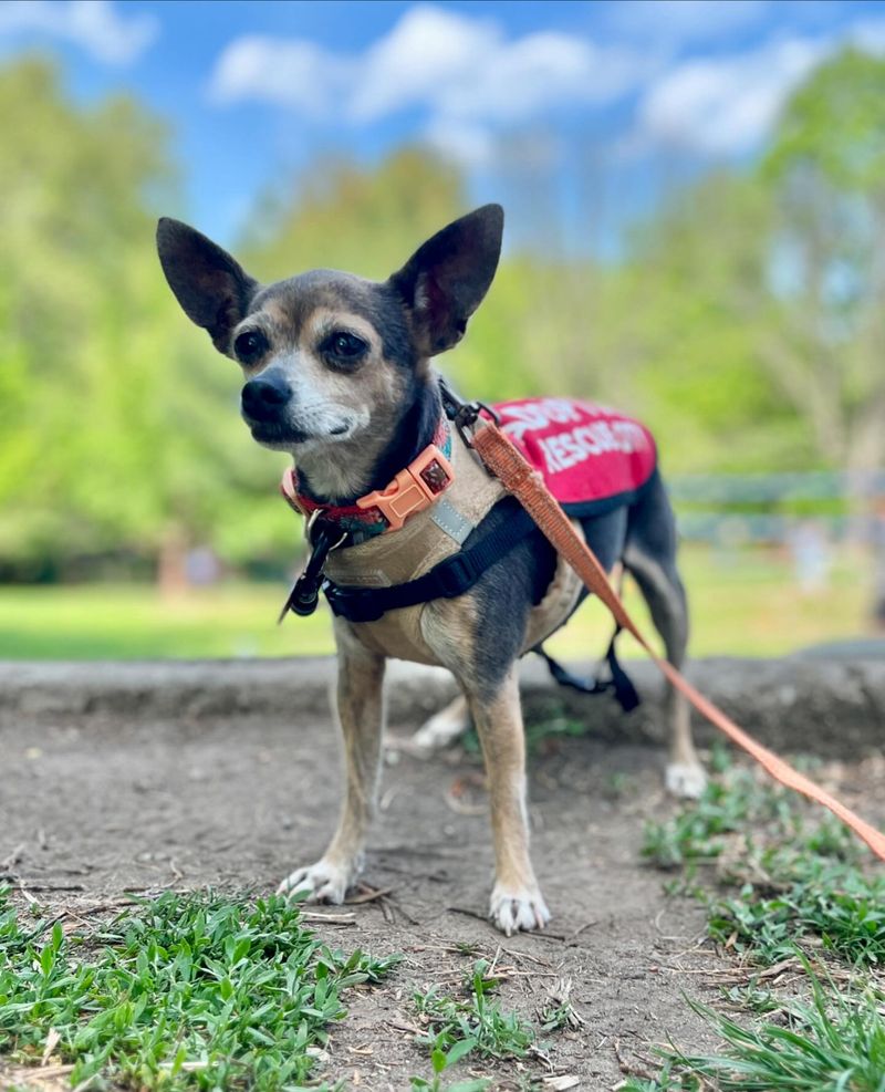 Chihuahua
