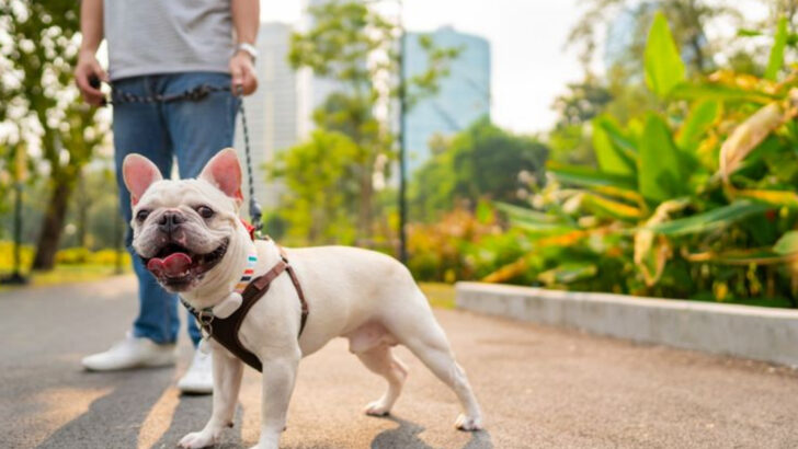 7 Dog Breeds That Should Stay Leashed and 7 That Love Their Freedom