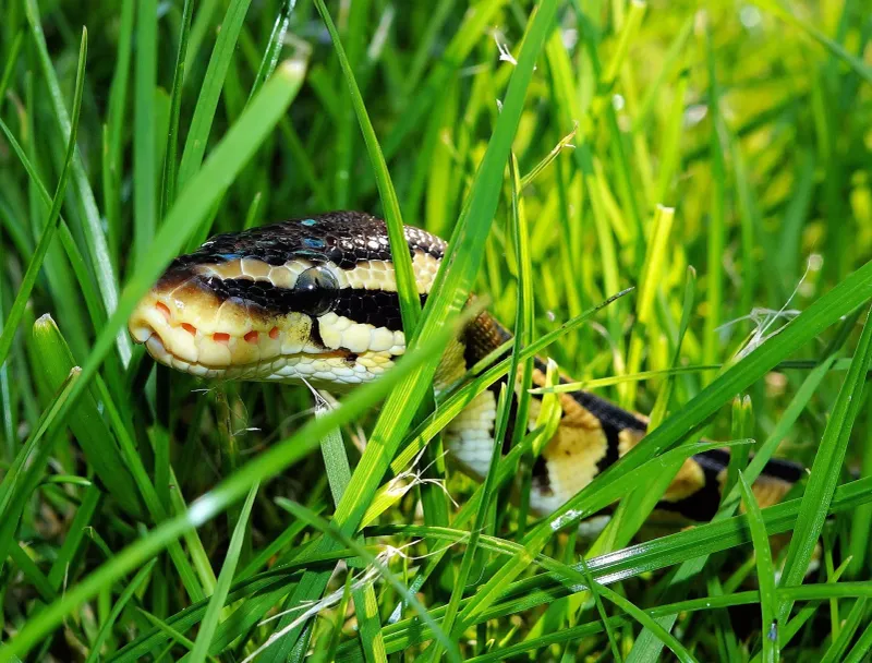 Overgrown Grass
