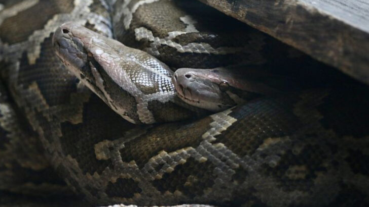 7 Mistakes That Attract Snakes to Your Yard—and 7 Simple Fixes That Keep Them Out