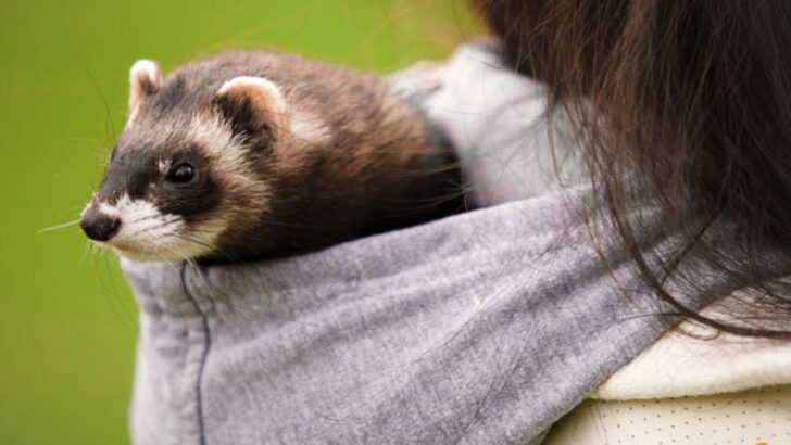 7 Pets People Loved Deeply—And 7 They Still Regret Bringing Home