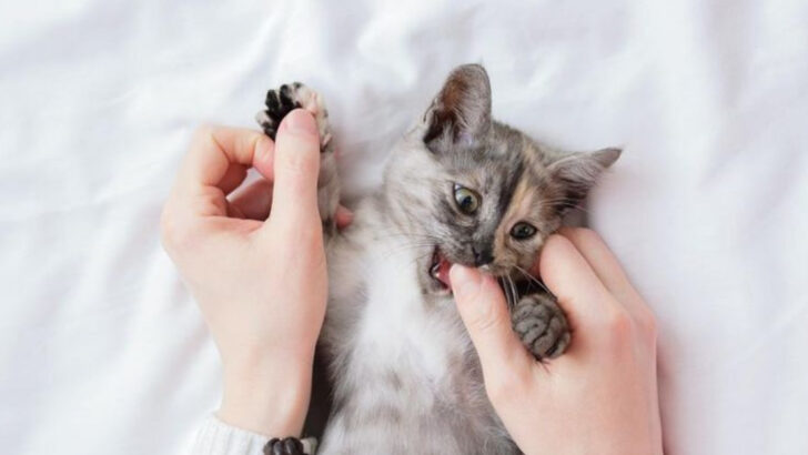 7 Reasons Your Cat Bites—and What They’re Trying to Tell You
