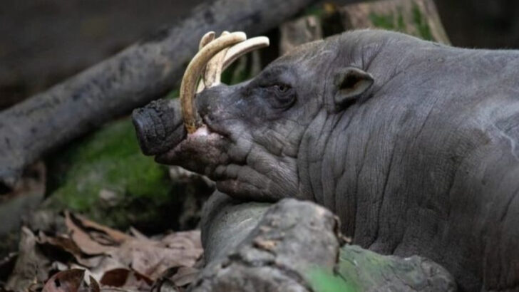 7 Reasons the Babirusa Might Be the Strangest Animal You’ve Never Heard Of