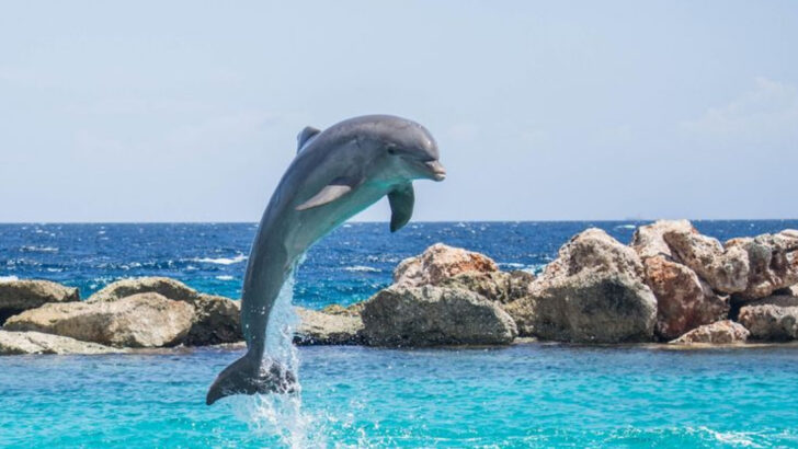 7 Surprising Reasons Dolphins Leap—and What They’re Really Saying