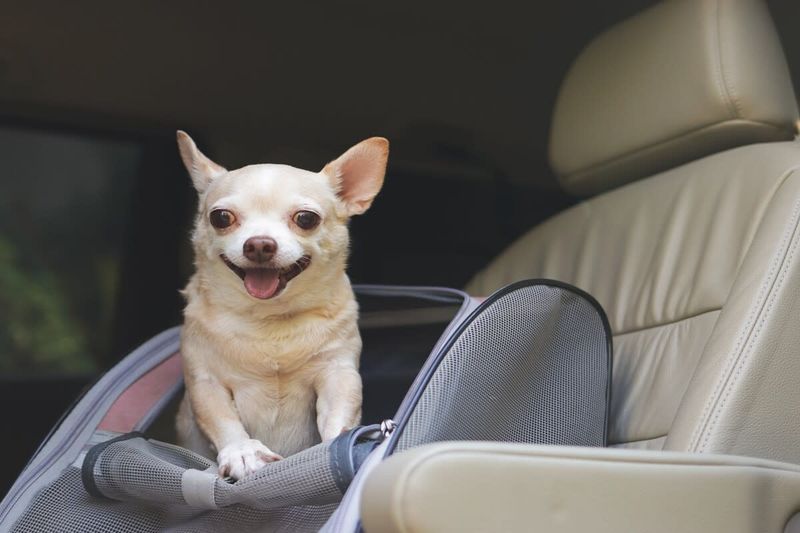 Chihuahua
