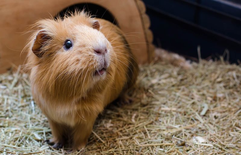8. Guinea Pigs Are Crepuscular