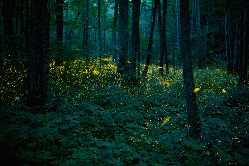 Firefly