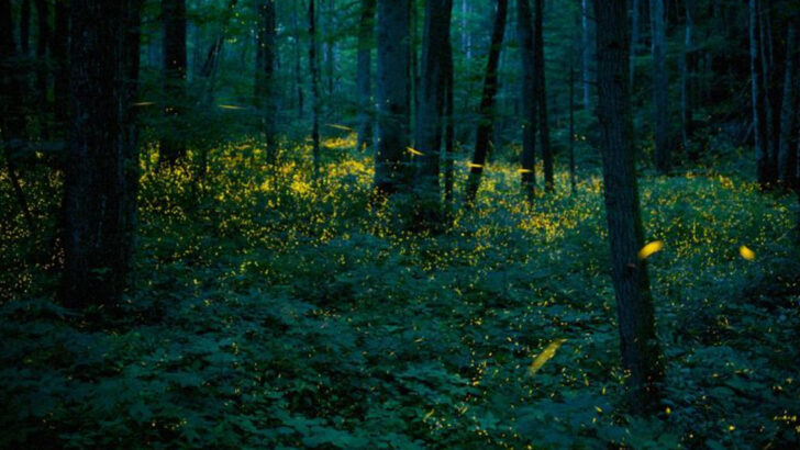 8 Animals That Glow in the Dark—And the Science Behind Why They Do It