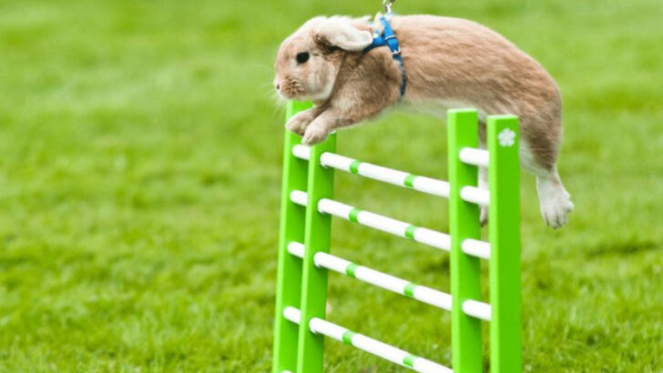 8 Fun Bunny Tricks That’ll Make Your Rabbit the Star of the Room