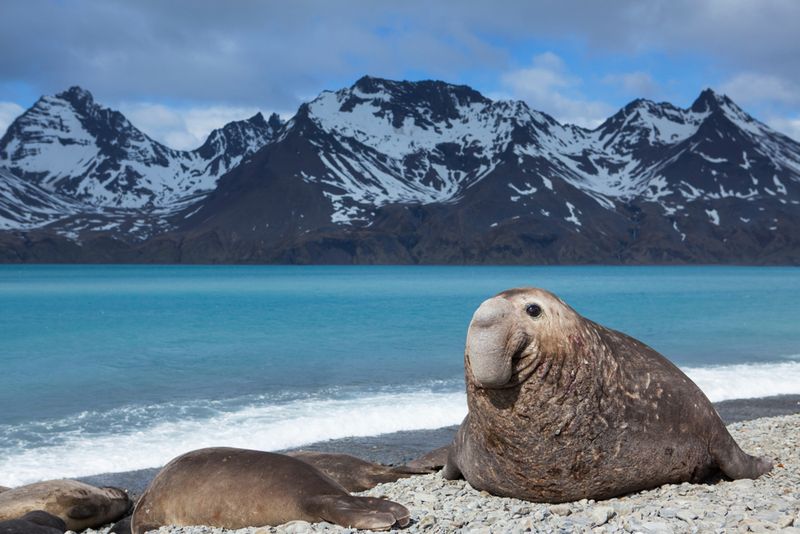 Southern Elephant Seal