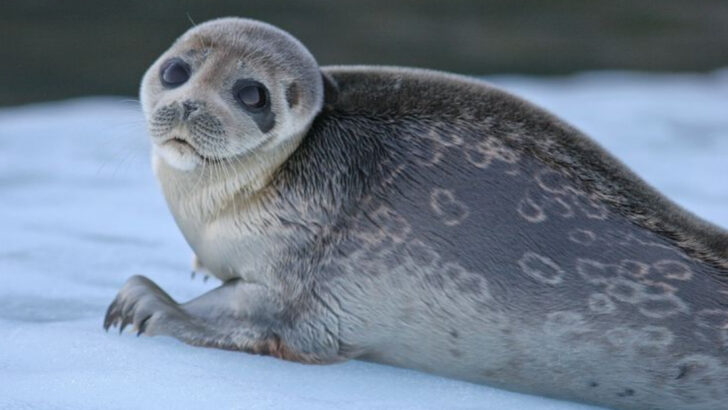 8 Giant Seal Species That Rule the Oceans and 6 More You’ve Never Heard Of