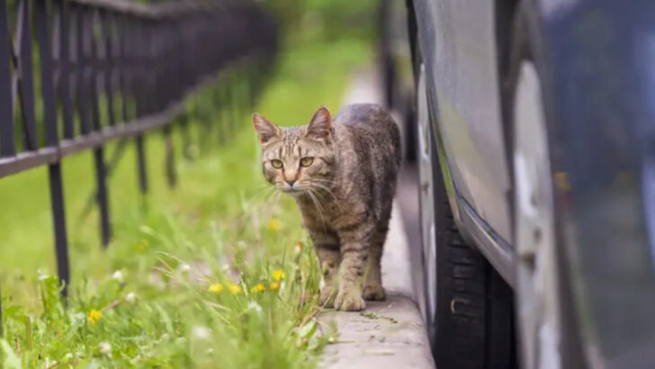 8 Hidden Dangers Lurking Outside That Could Harm Your Cat