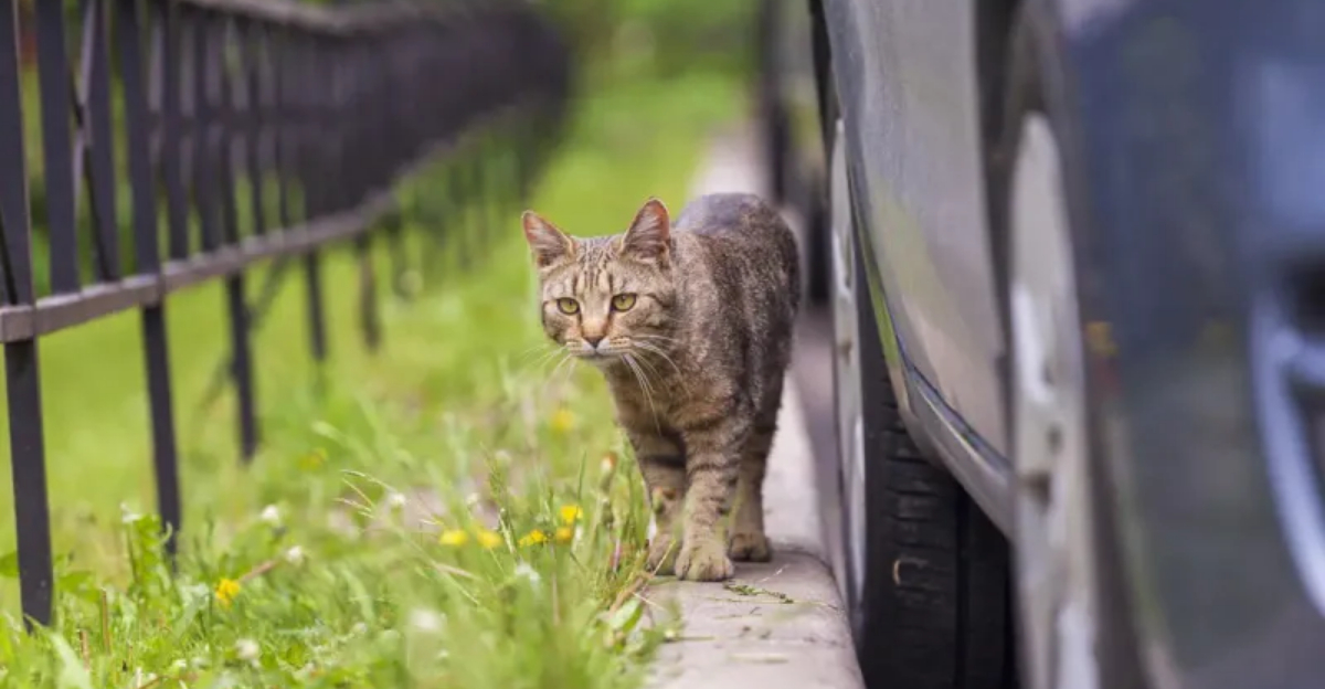 8 Hidden Dangers Lurking Outside That Could Harm Your Cat Exploring