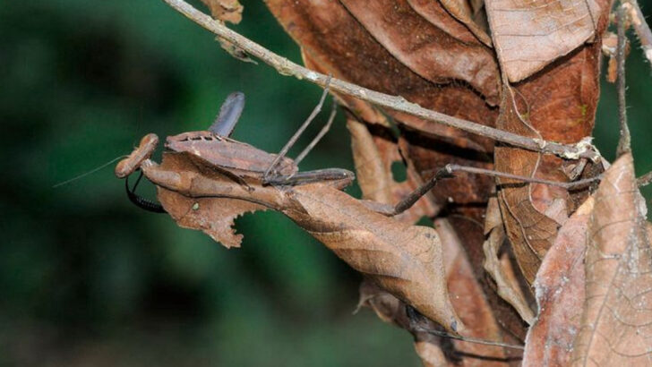 8 Masters of Disguise That Could Be Mistaken for Leaves