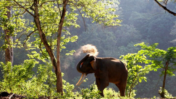 8 Popular Animals in Danger and 2 That May Already Be Gone
