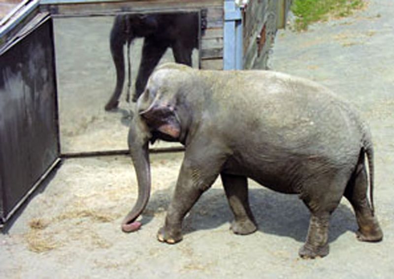 Asian Elephant