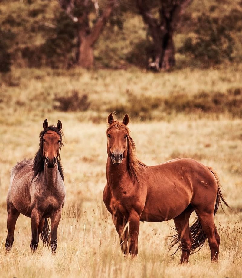 California's Captivating Herds