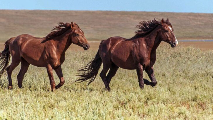 8 States Across America Where Wild Mustangs Still Run Free