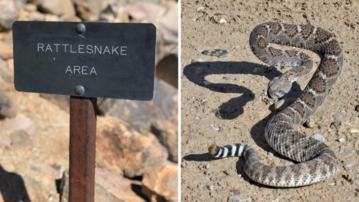 8 States Where Rattlesnakes Are Common and 6 That Are Mostly Safe