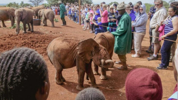 8 Tourist Mistakes Around African Wildlife and 2 That Are Truly Dangerous