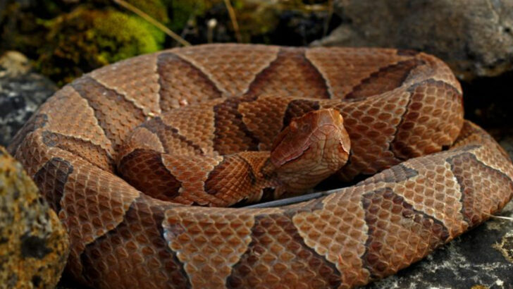 8 U.S. States Where Copperhead Snakes Are Most Common
