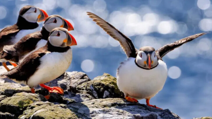 8 Ways Birds Spot Their Own and 4 Signals They Never Miss