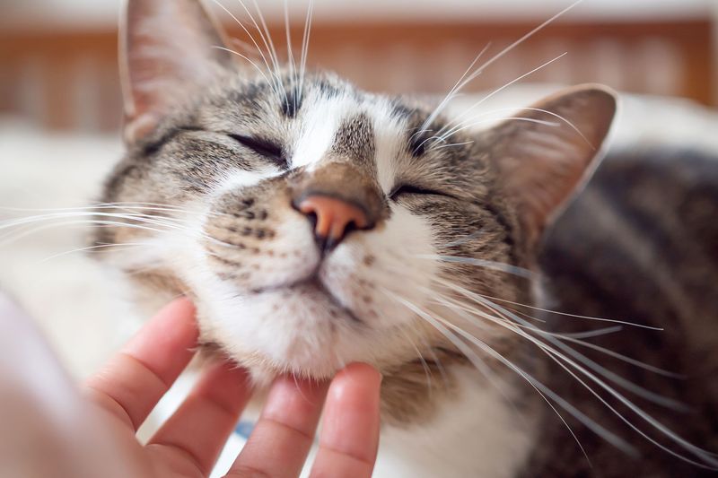 Purring