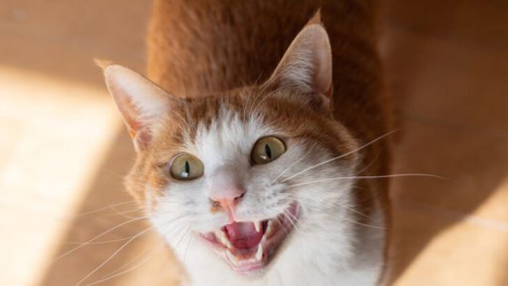 8 Ways Cats Show They’re Happy — and 7 Signs Something’s Wrong