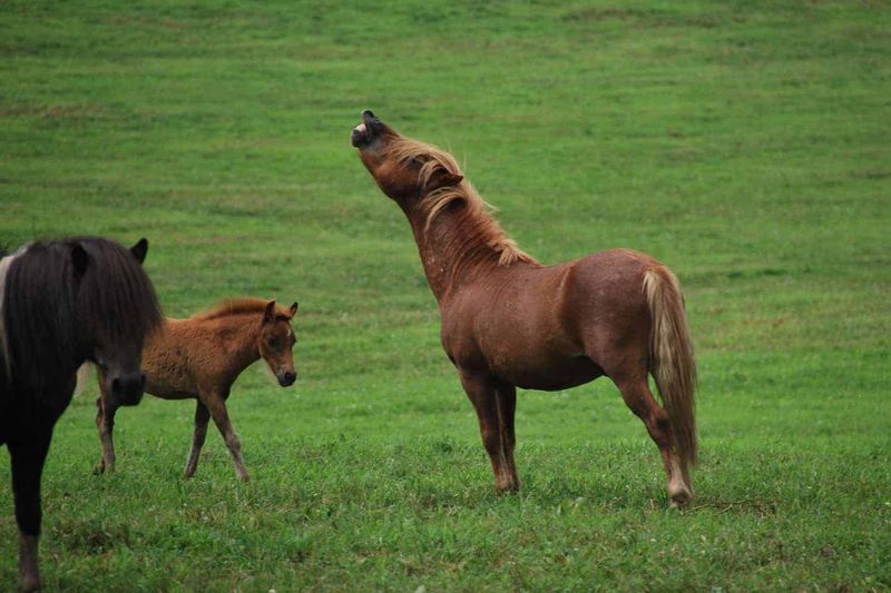 9. Flehmen Response