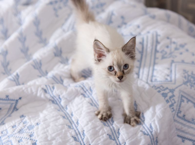 Comfort from Kittenhood