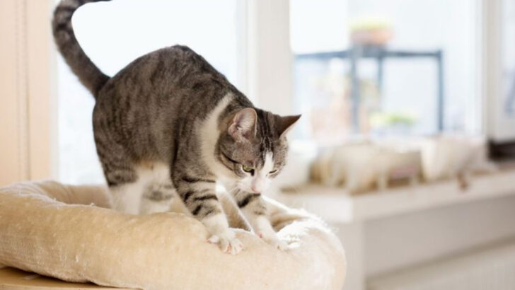 9 Adorable Reasons Cats Knead (And 1 That Might Surprise You)