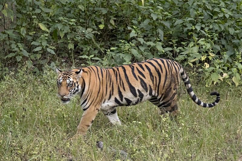 Sunda Tiger