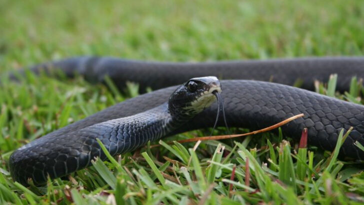 9 Black Snakes That Could Be Dangerous and 9 That You Don’t Have to Fear