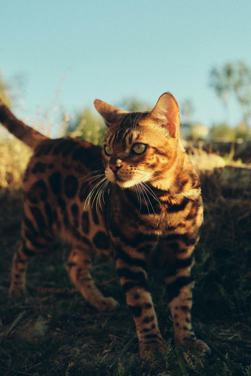 The Bengal