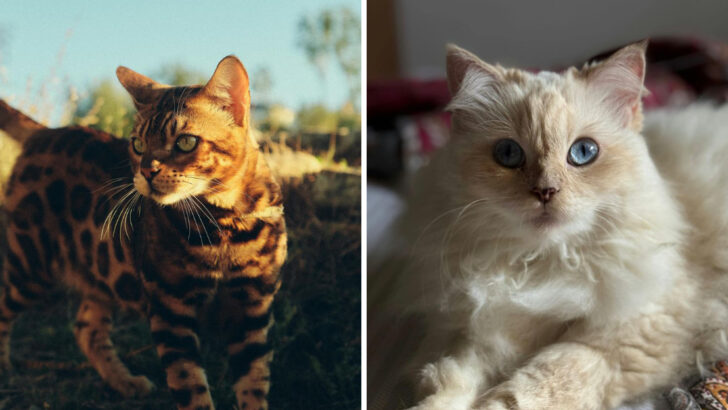 9 Cats That Love Exploring Outdoors (And 9 That Just Want to Stay Home With You)