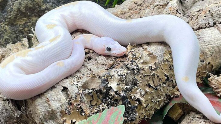 9 Exotic Pets That Cost a Fortune and 5 More That Are Surprisingly Affordable
