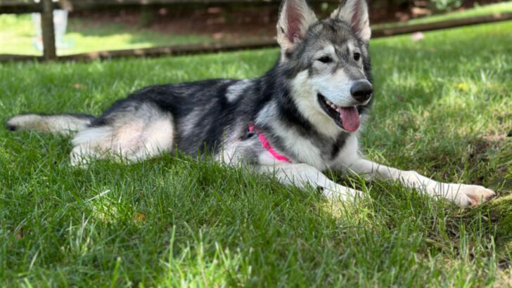 9 German Shepherd Alternatives You’ll Fall in Love With