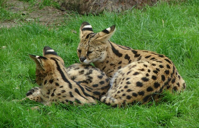Savannah Cat