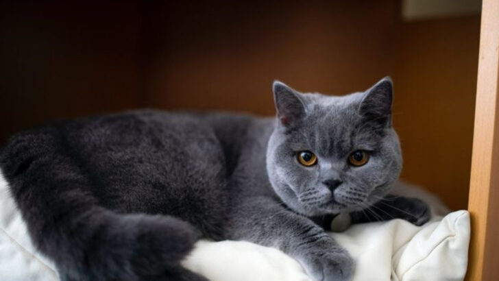 9 Glamorous Cats With Huge Price Tags and 3 That Aren’t Worth the Hype