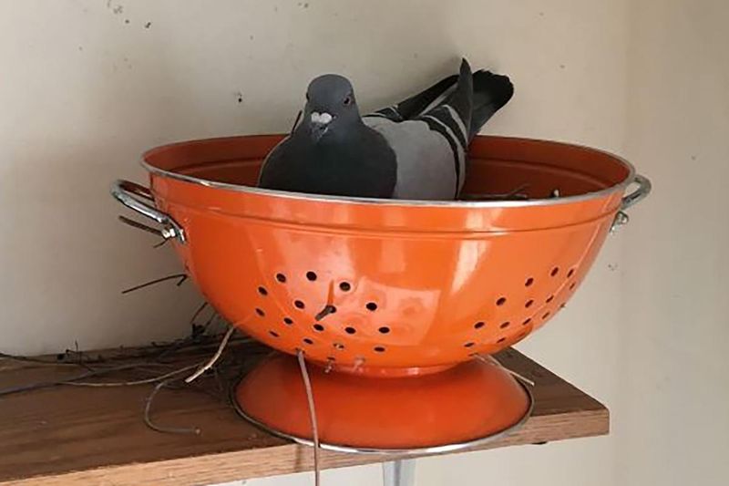 Colander