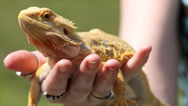 9 Pet Reptiles That Are Easy to Care For—and 6 That Look Like Mini Dinosaurs