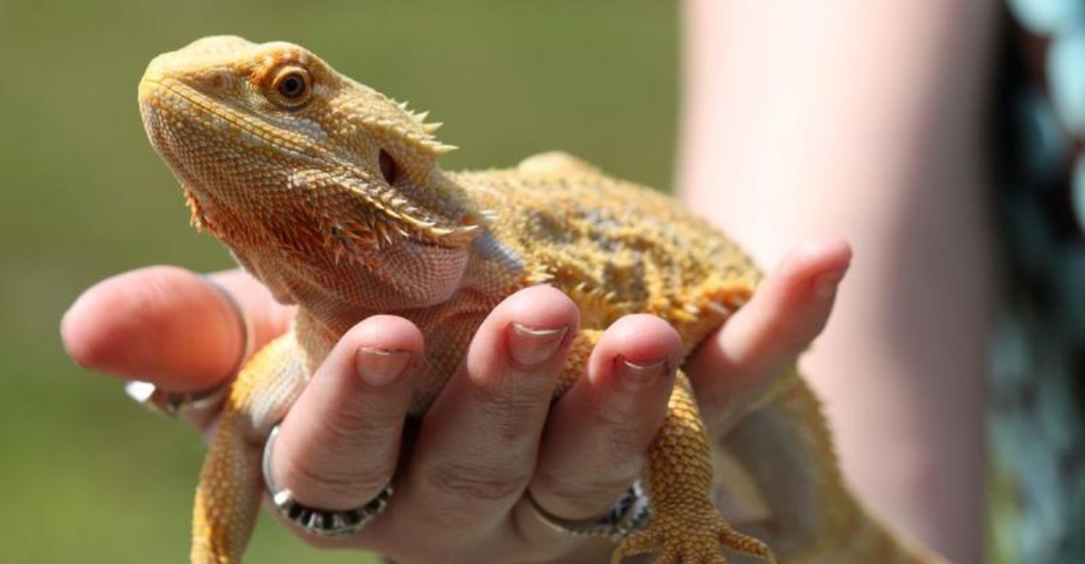 9 Pet Reptiles That Are Easy to Care For and 6 That Look Like Mini