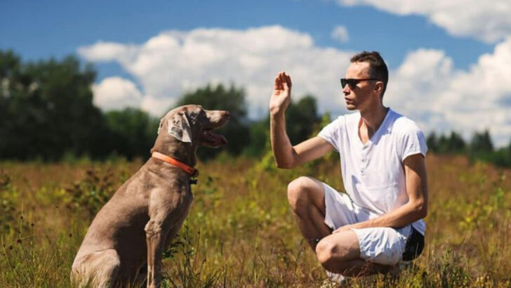9 Popular Dog Training Mistakes and 10 Tips That Actually Work