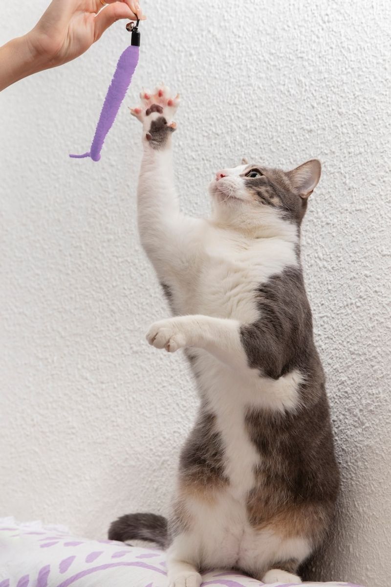 Playful Antics