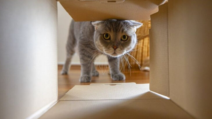 9 Signs Your Cat Is Thriving (and 9 That May Signal Distress)