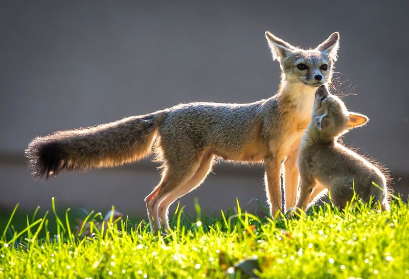 California: A Fox Haven