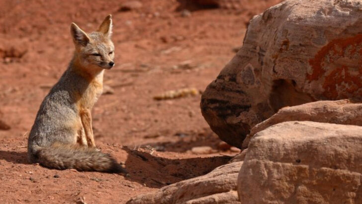 9 States Bursting with Foxes—and 3 Where They’ve Nearly Disappeared