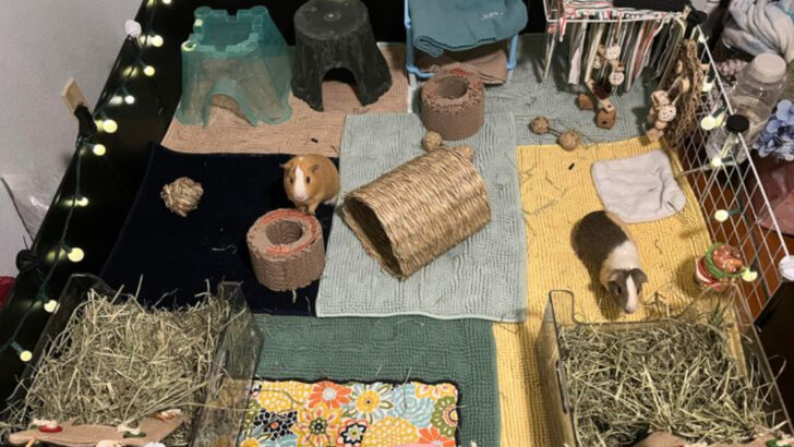 9 Things That Make Your Guinea Pig Unhappy Without You Realizing It