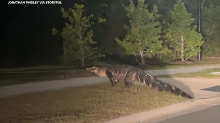 9 U.S. States Where Alligator Sightings Are Surging (And What’s Behind the Spike)