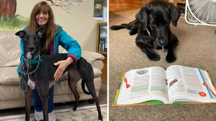 9 Unforgettable Senior Dogs Who Changed Lives After Adoption
